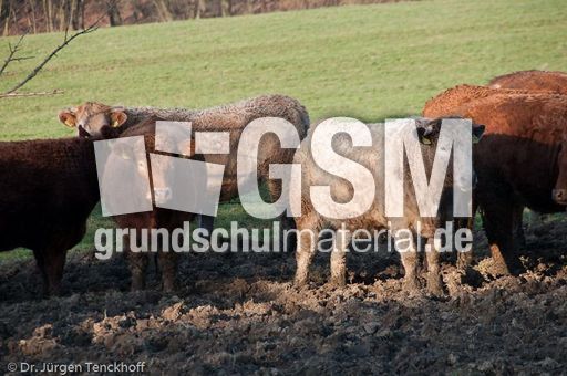 Hausrind (157 von 174).jpg